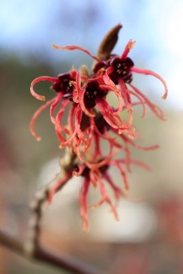 Hamamelis x intermedia - vilín prostřední - květ